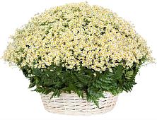 Цветочная композиция из Ромашки в корзине #REPLACE_PRED# Урушу